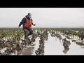 SHELLFISH How Oysters Mussels Clams are Sustainably Farmed