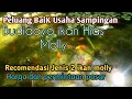 Download Lagu Coba Ternak jenis Jenis ikan molly ini Pemasaran Bagus Hargapun cukup menggiurkan