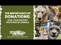 The Importance of Donations How Your Support Helps Rescue Animals Lions Tigers Bears