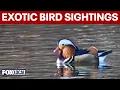 Exotic bird sightings rise across tri-state and Long Island