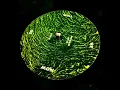 JOHN TALABOT feat. PIONAL "So Will Be Now" (Club Revision) PERMANENT VACATION 2013