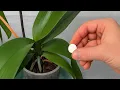 Download Lagu Leg dit onder uw orchidee – wortels vermenigvuldigen zich snel en bloemen stoppen nooit!