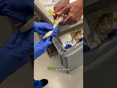 سر الأفعى الميتة!😱🐍