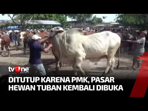 Resmi Kembali Dibuka, Pasar Hewan Tuban Diserbu Penjual Sapi Lokal dan Luar Kota