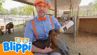 Blippi EN VIVO🔴 Videos de Animales en Español 🐘🦒🦁🦓