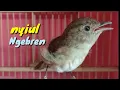 Download Lagu Pancingan burung Flamboyan gacor Nyiul dan Ngebren