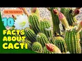 10 Surprising Facts About Cacti You Didn t Know