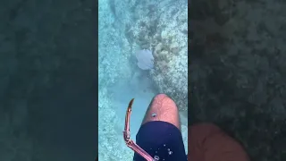 Grabbing Massive Lobsters By Hand In The Bahamas 💪🏼#shorts