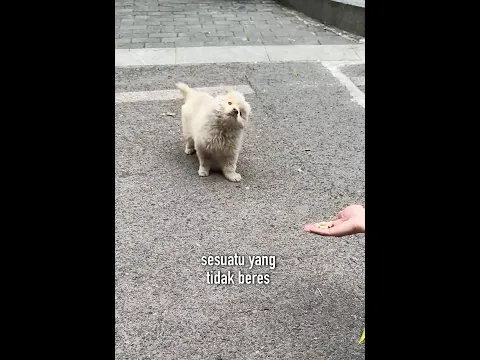 Kisah Mengejutkan Dibalik Tingkah Lucu Anjing Ini