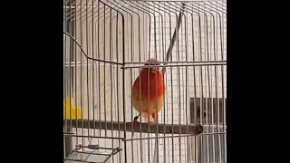 تغريد طائر الكناري البلجيكي كناري ببغاء 