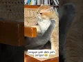 Download Lagu Jangan yah dek yah jangan! #shorts  #kitten #catlover