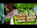 Lagu MATERI ISIAN MEWAH JAWARA ! MASTERAN KENARI ISIAN BLACKTHROAT GACOR PALING DICARI #43