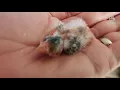 Orphan Canary Raised Hand Feed