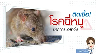 โรคฉี่หนูเกิดจากเชื้ออะไร และติดกันได้อย่างไรบ้าง