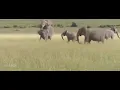 Elephant mating