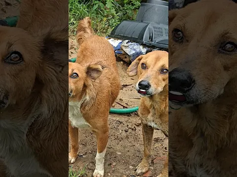 #dogshorts