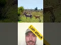 Download Lagu loin attack zebra ! #wildlife #safari #africa