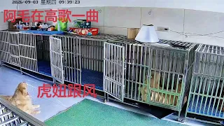 阿毛术后被关笼子，虎妞跟风嚎叫，狗窝变狼窝了~❤️ #聪明旺豆豆