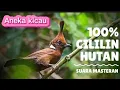 Download Lagu suara cililin di hutan 💯 % ampuh joss buat Masteran
