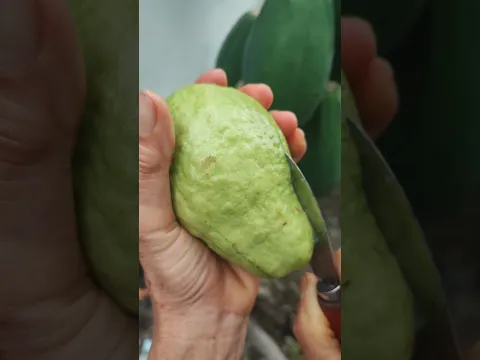 Delicious queen guava #satisfying #fruitcuting #fruit