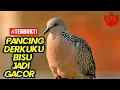 Download Lagu Suara TEKUKUR DERKUKU DERUK JANTAN 100% Ampuh untuk Memancing DERKUKU LAIN IKUTAN GACOR