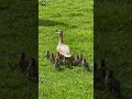 Mother duck and her babies sound