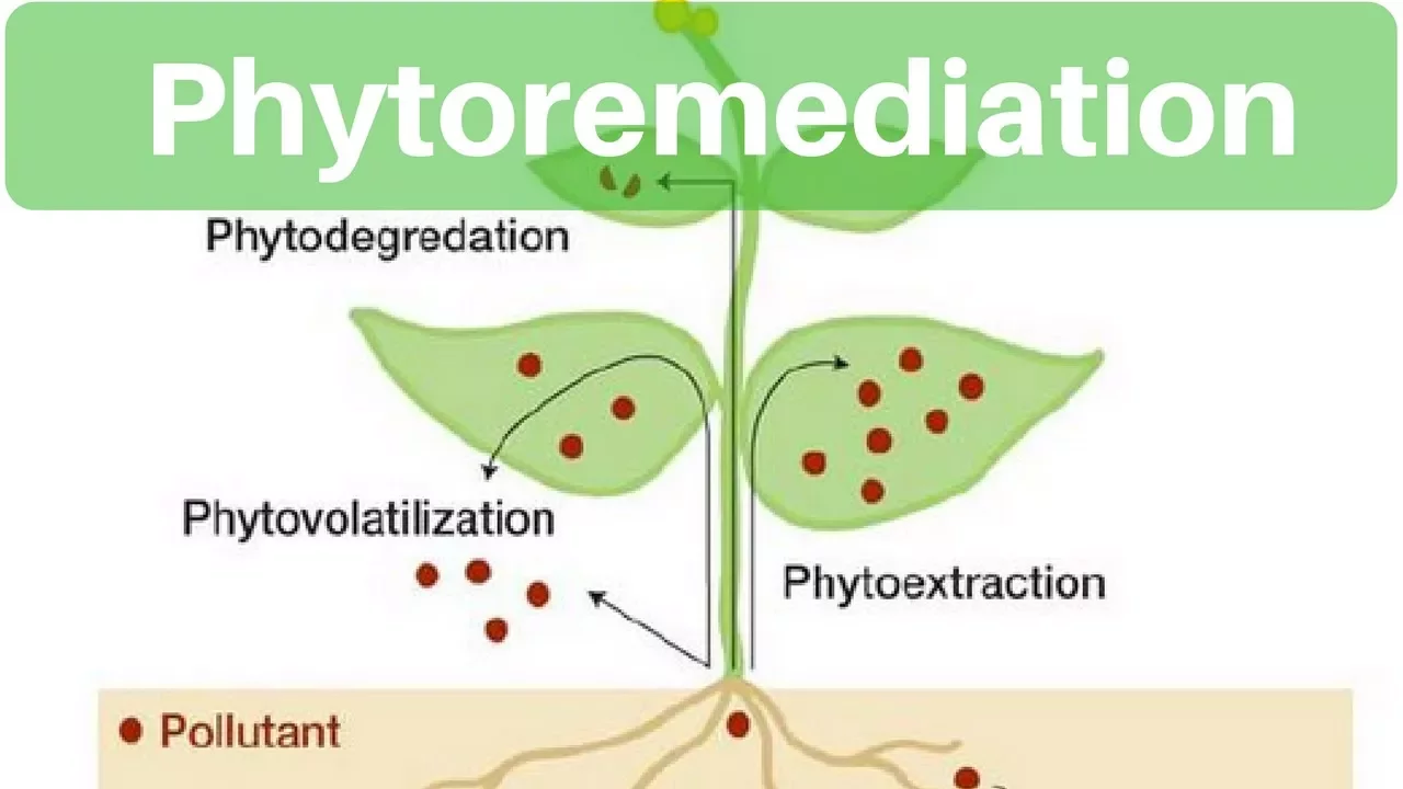 Environment & Ecology - Phytoremediation