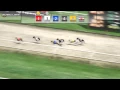 Virtual Greyhound Races - Global Bet