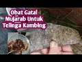 Download Lagu RAMUAN OBAT MUJARAB UNTUK TELINGA KAMBING YANG GATAL || NM FARM