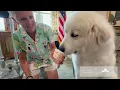 Aspen therapy dog Volunteer of the Year