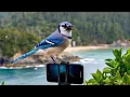 Download Lagu LIVE! BIRD \u0026 RED SQUIRREL CAM Cove View Livestream New Brunswick 🇨🇦 12 July 2025  #asmr  #cattv