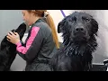 Grooming my gorgeous working-line German Shepherd