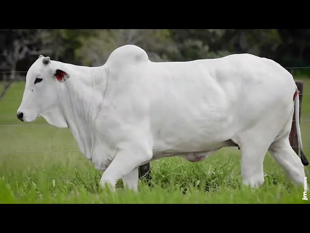 Matriz Nelore AFOM - 3411