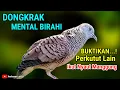 Perkutut Lokal Gacor Suara Kristal Pancingan Paling Ampuh Untuk Perkutut Malas Bunyi #perkutut 