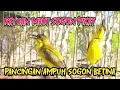 Download Lagu SOGON BETINA MEMANGGIL JANTAN SANGAT AMPUH UNTUK MENAIKKAN BIRAHI SOGON BAHAN
