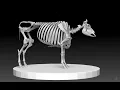 Cow Skeleton