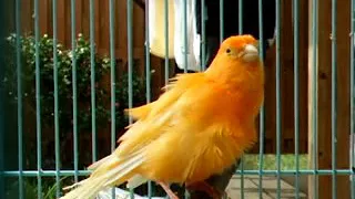 أجمل صوت كنار في العالم 