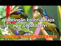 Download Lagu pancingan kolibri kelapa agar cepat bunyi || korlap gacor