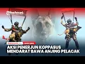 Download Lagu AKSI Keren Penerjun Kopassus Mendarat Sambil Bawa Anjing Pelacak Belgian Malinois