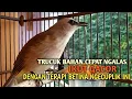 Download Lagu Trucuk BETINA memanggil Jantan Suara Birahi Ngecuplik 100% pancingan trucukan gacor agar BUNYI EMOSI