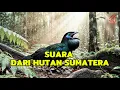 Download Lagu Dengar Sampai Habis Sebelum Terlambat… Burung Langka Sumatera Bernyanyi Lagi 🎶