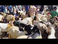 Download Lagu 500 ribu !! Bakalan Jantan Super Melimpah Harga Murah Meriah !! Pasar Kambing Kerek 