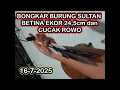 Download Lagu TERBARU BETINA EKOR 24,5cm DAN CUCAK ROWO TERNAKAN BER DNA 16-7-2025