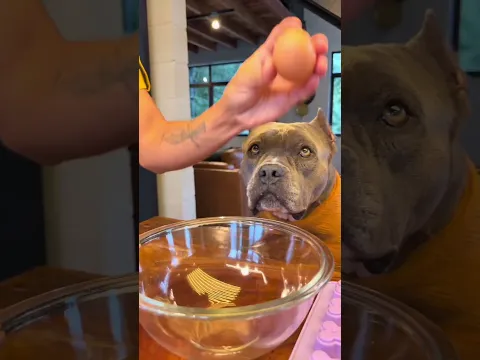 soy el perro bananero postrero más guapo? #viral #perros #perrofeliz #dúo