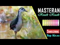Download Lagu Suara Burung Ruak Ruak Memanggil Untuk Pikat Malam