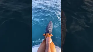 Dog talks to dolphin 😍#wildlife #boatdog #shorts