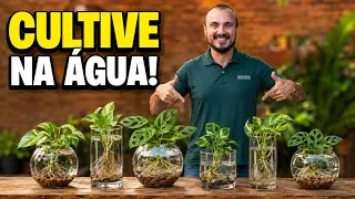 6 PLANTAS para CULTIVAR na ÁGUA (Sem Dengue)