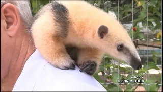 Vida Animal: conheça o dócil tamanduá-mirim