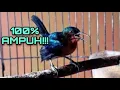 Download Lagu Pancingan Kowul (Kolibri Wulung) / Kolibri Muncang Bahan Agar Bunyi Nembak dan Cepat Gacor