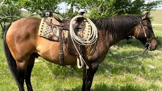Lil Bits 2012 Gelding From Rising L Horse Ranch